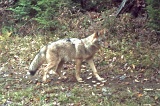 Coyote100909_1356hrs